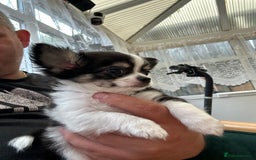 Chihuahua dogs for sale: Chihuahua  - Image 25