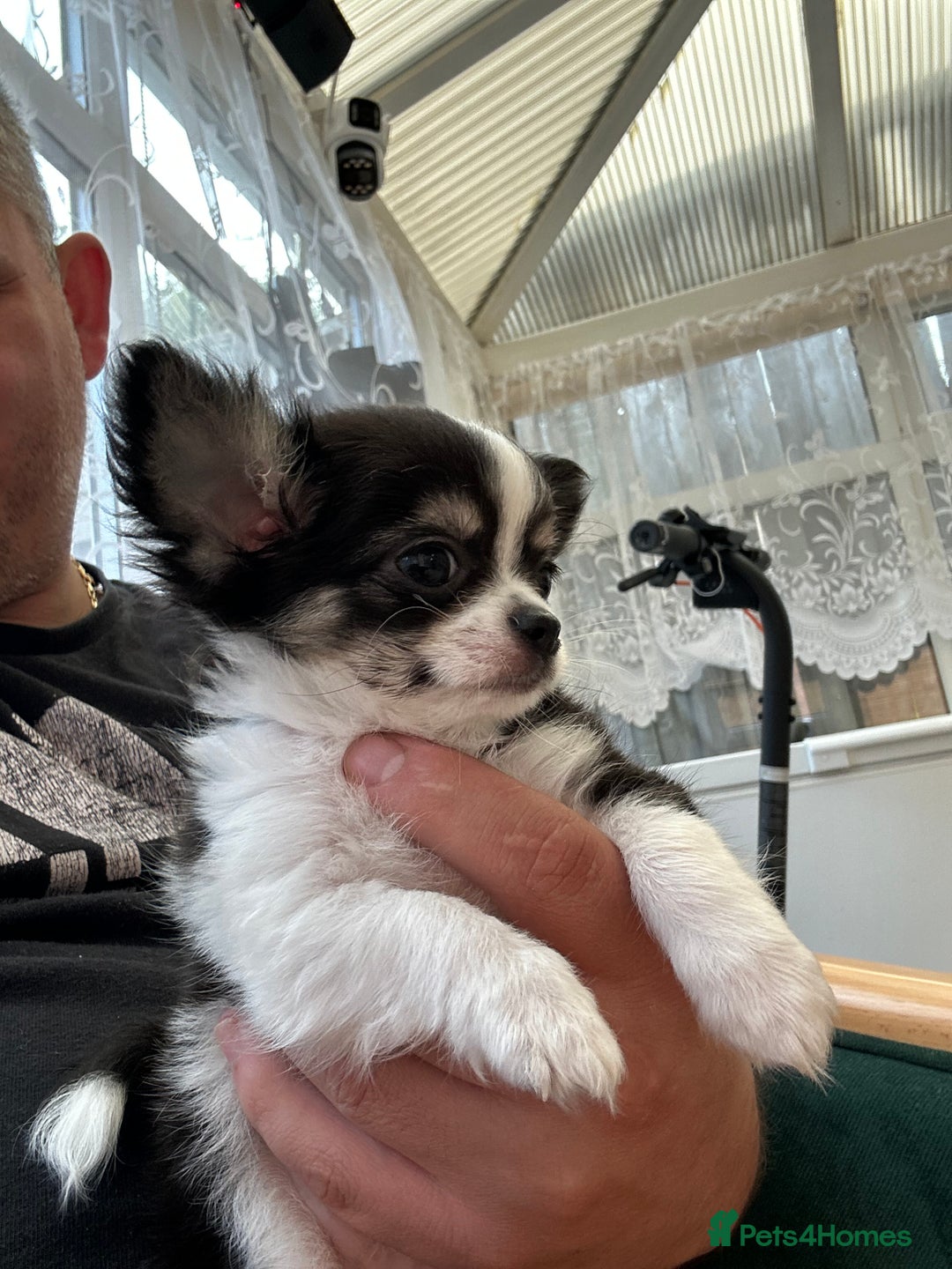 Chihuahua dogs for sale: Chihuahua  - Image 25