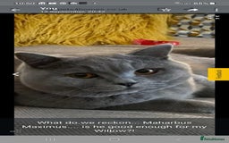 British Shorthair cats for sale: Pedigree British shorthair male kittens  - Image 8