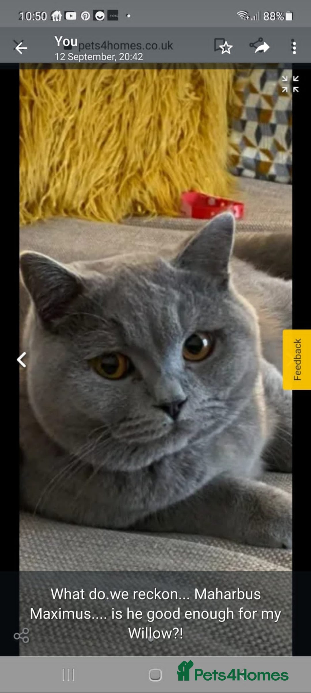 British Shorthair cats for sale: Pedigree British shorthair male kittens  - Image 8