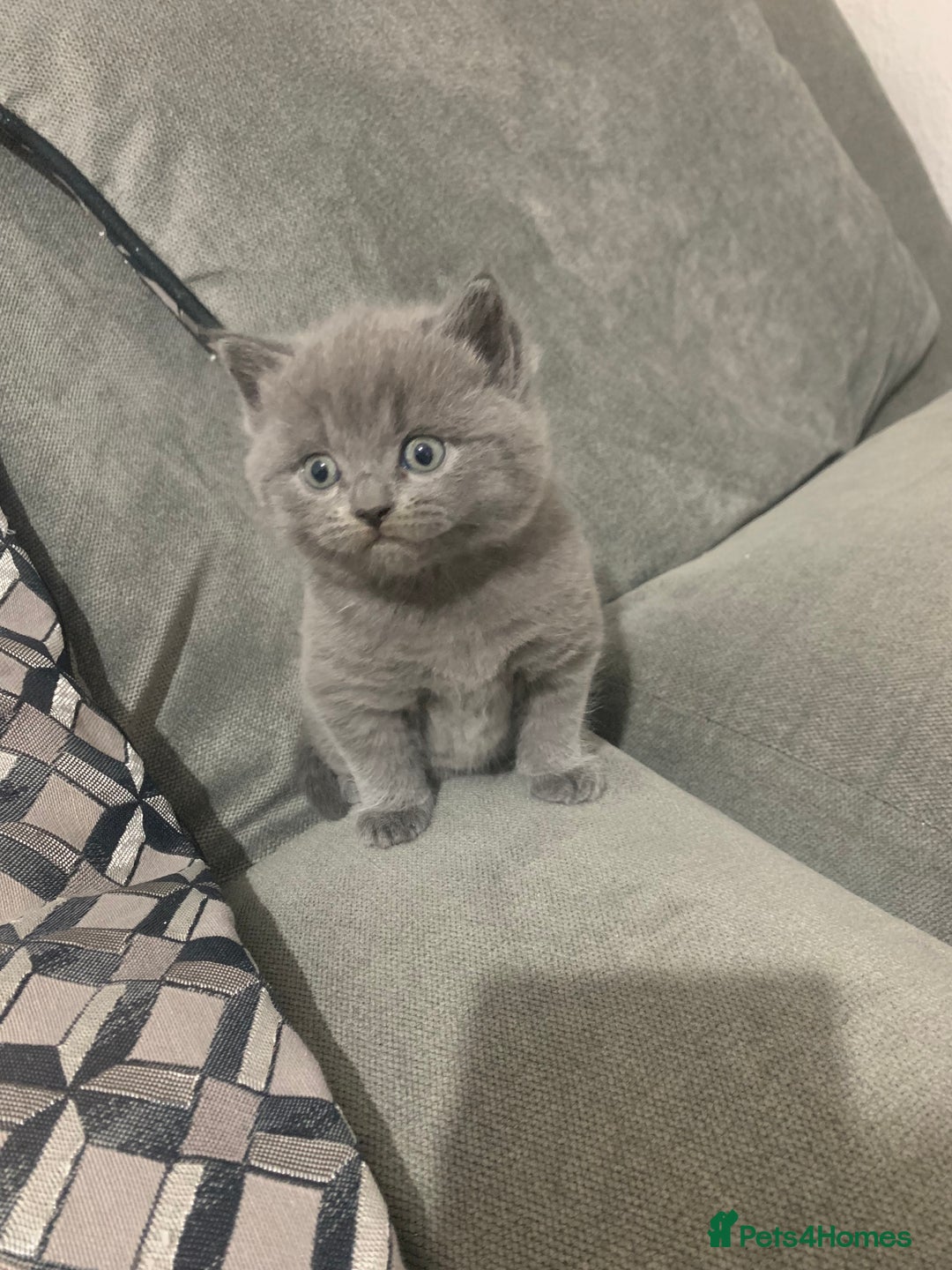 British Shorthair cats for sale: British Blue Shorthair  - Image 7