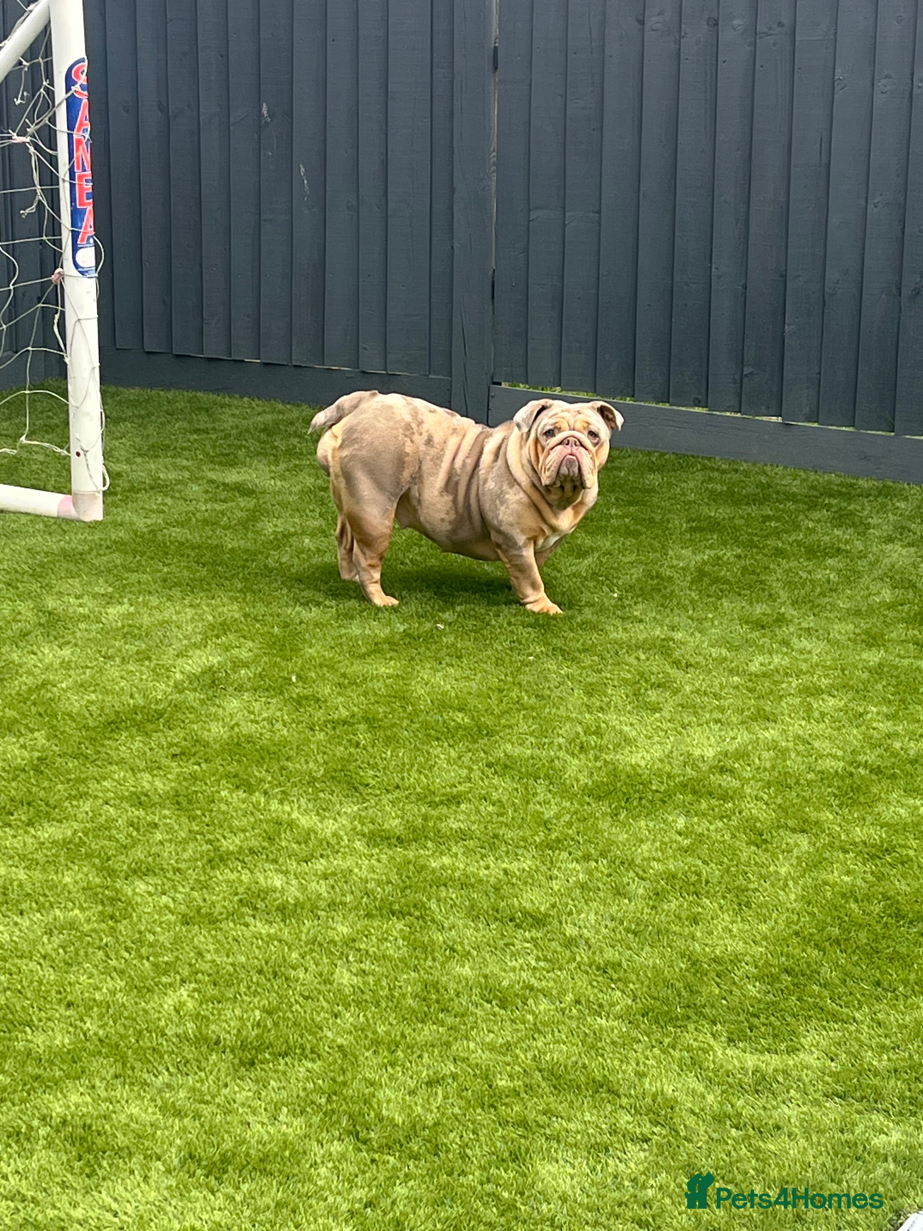 English Bulldog dogs Outstanding English bulldog  - Advert 1