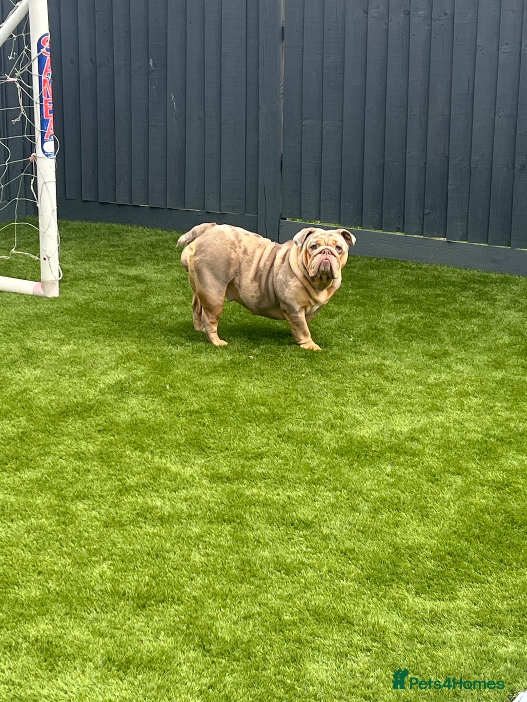 English Bulldog dogs for sale: Outstanding English bulldog  - Advert 1