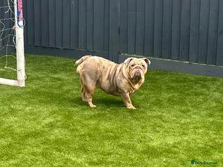 English Bulldog dogs Outstanding English bulldog - Advert 1