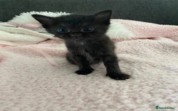 Mixed Breed cats for sale: 6 adorable kittens  - Image 5