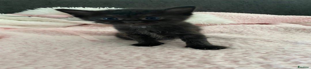 Mixed Breed Kitten 2
