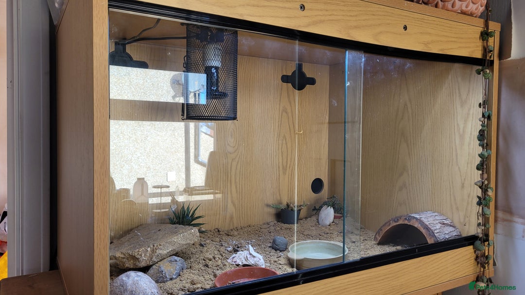 Leopard Gecko reptiles for sale: Leopard Gecko 16mnths old Female - Advert 2