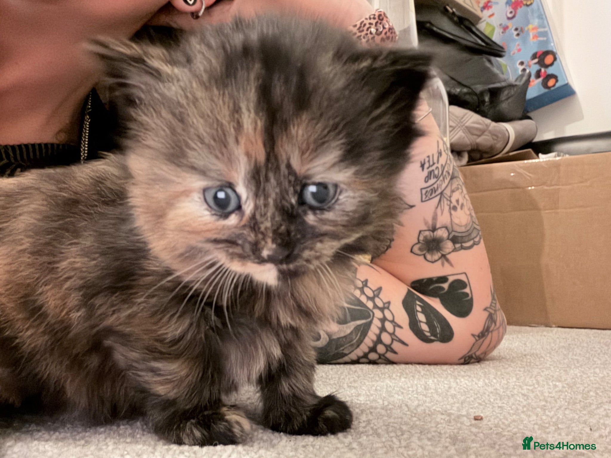 Maine Coon cats Absolutely stunning mainecoon kittens 🥰🤍 - Advert 12