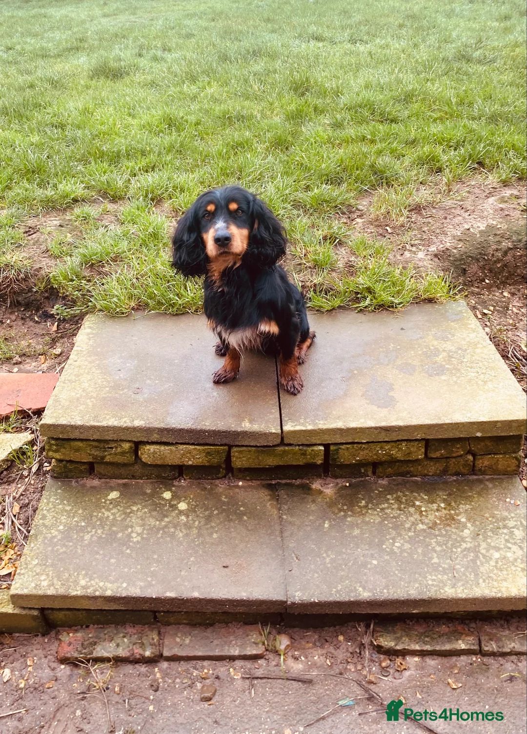 Cocker Spaniel dogs for stud: KC registered working cocker dog for stud  - Advert 4