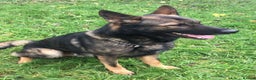 German Shepherd dogs for sale: German Shepherd Boy. - Advert 3