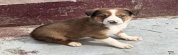Mixed Breed dogs for sale: Welsh Sheepdog Cross Puppies - Advert 9