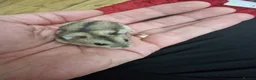Hamster rodents for sale: Baby Dwarf Hamsters 🐹 - Advert 1