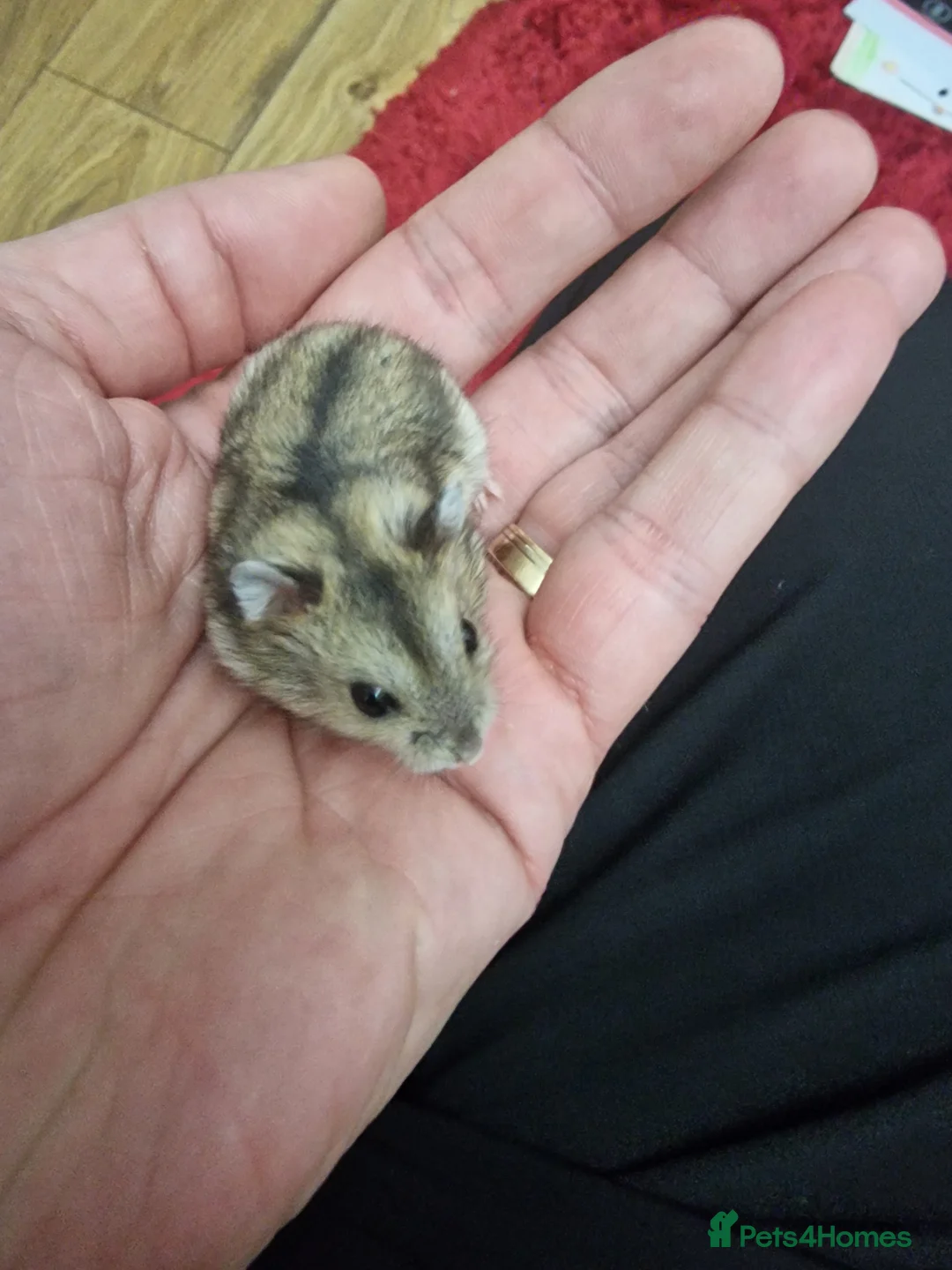Hamster rodents for sale: Baby Dwarf Hamsters 🐹 - Advert 1