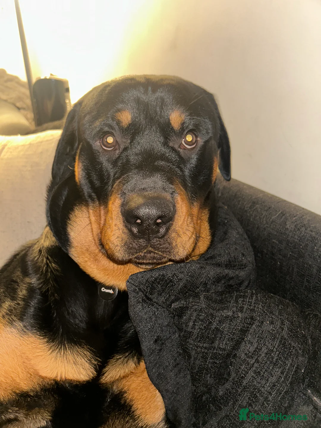 Rottweiler dogs for sale: Rocky - Advert 2