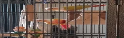 Conures birds for sale: Proven pair of conures - Advert 1