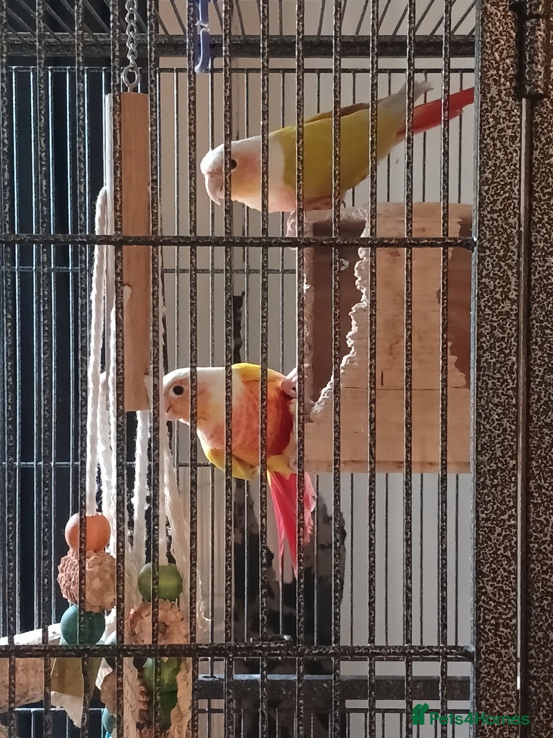 Conures birds for sale: Proven pair of conures - Advert 1
