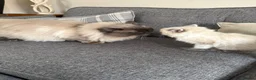 Ragdoll cats for sale: Part bred ragdoll kittens  - Advert 5