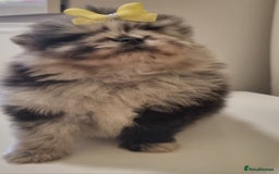 Pomeranian dogs for sale: Beautiful litter xxsmall teddy bear poms  - Image 12