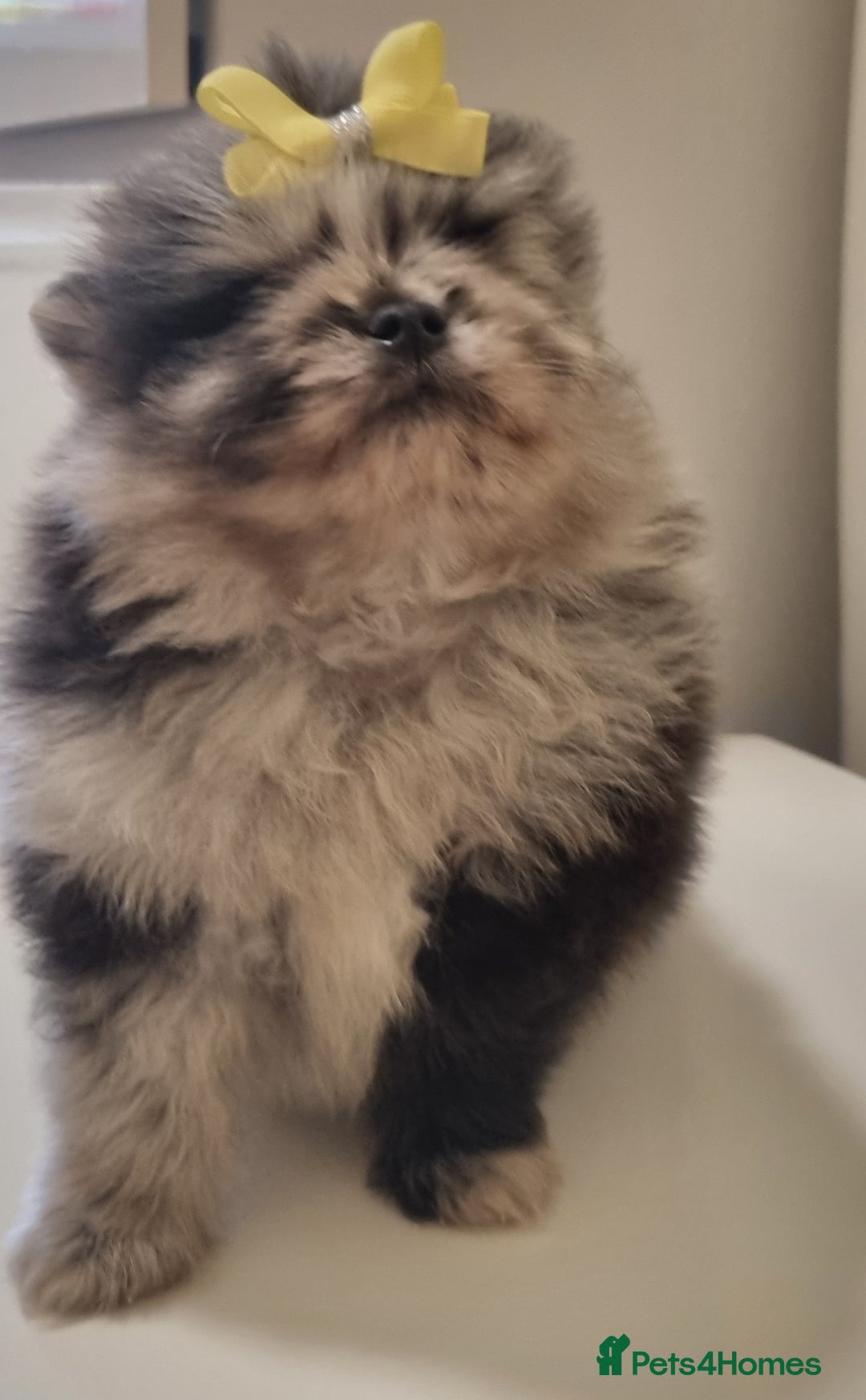 Pomeranian dogs for sale: Beautiful litter xxsmall teddy bear poms  - Image 12