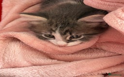 British Shorthair cats for sale: Last one left grey and white female  - Image 3