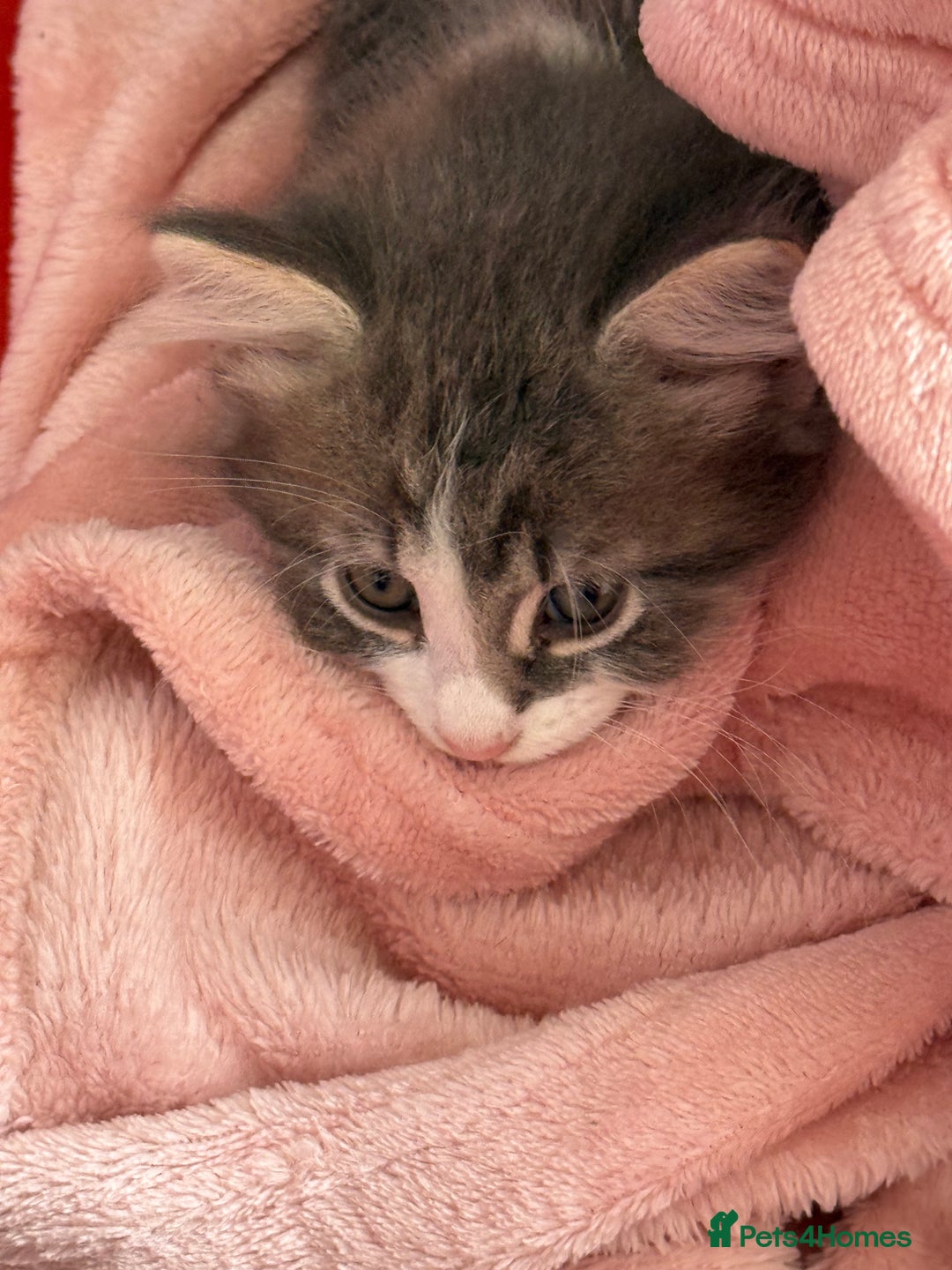 British Shorthair cats for sale: Last one left grey and white female  - Image 3