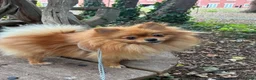 Pomeranian dogs for sale: pablo and poppy in Buckingham - Advert 5