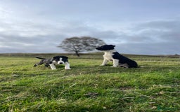 Smooth Collie dogs for sale: Beautiful Smooth Coated Puppies  - Image 2