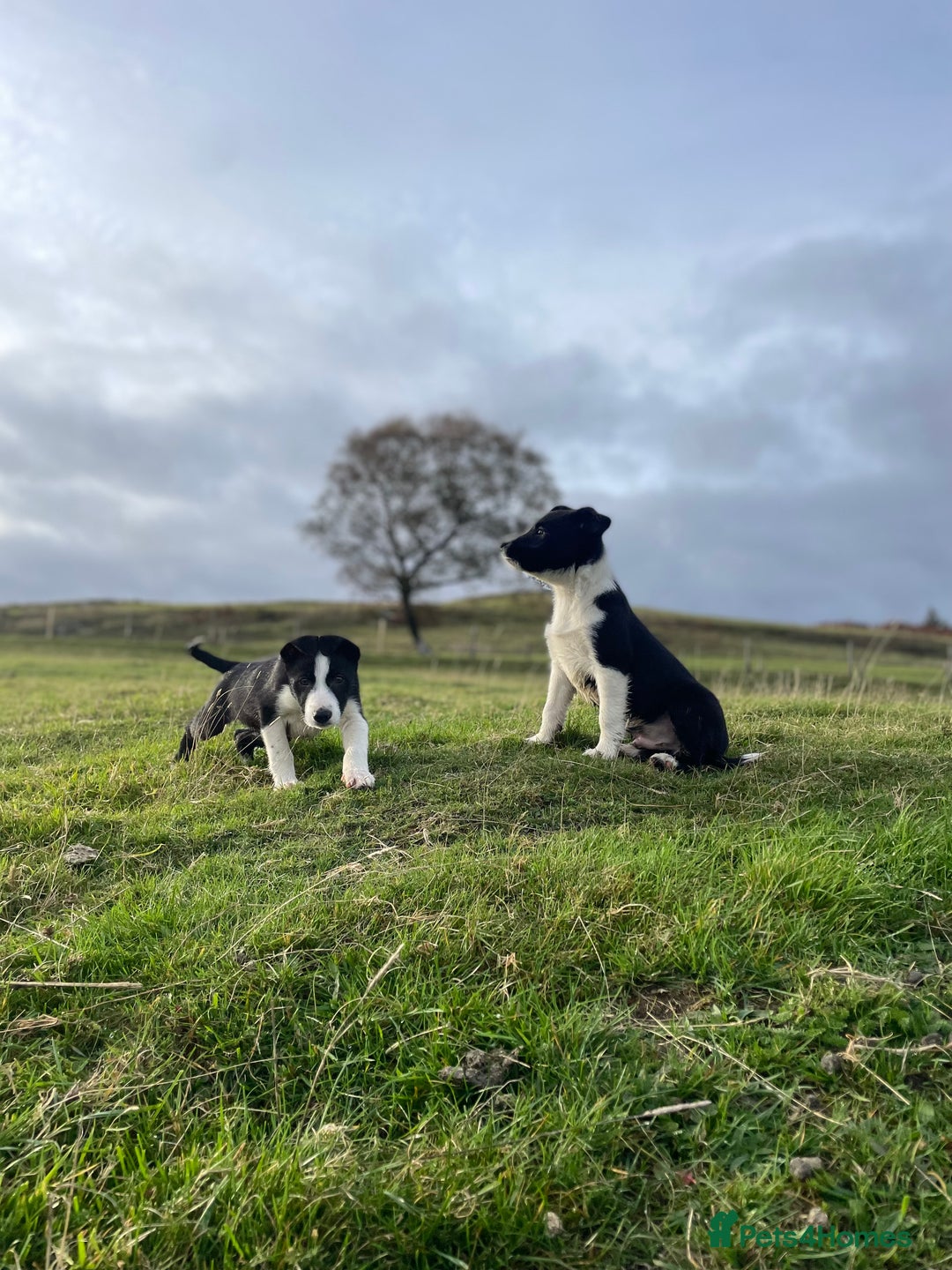 Smooth Collie dogs for sale: Beautiful Smooth Coated Puppies  - Image 2