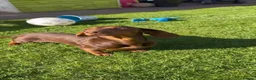 Miniature Dachshund dogs for sale: Miniature dachshund  - Advert 4
