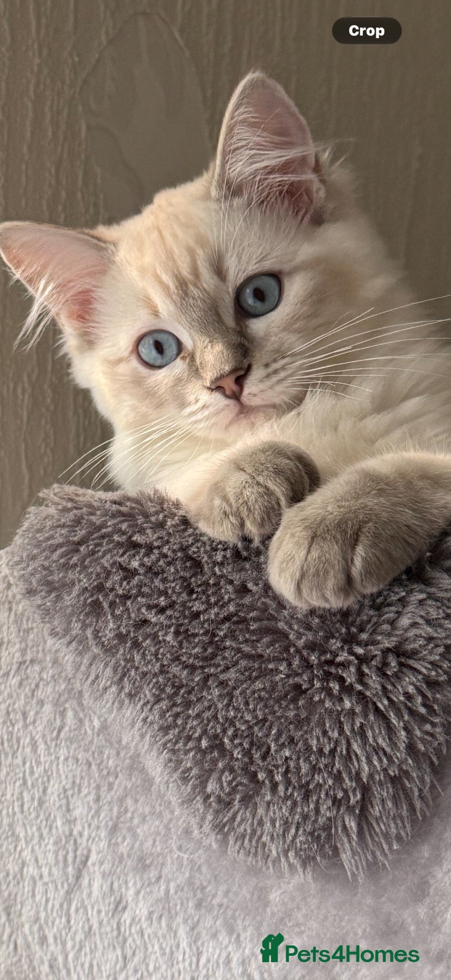 Ragdoll cats LYNX(Tabby point) RAGDOLL GIRL AVAILABLE  - Advert 1