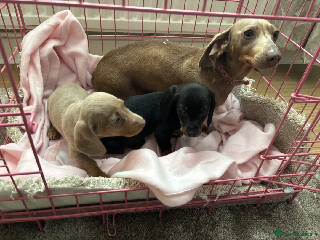 Dachshund dogs for sale: Miniature dauchund - Advert 2