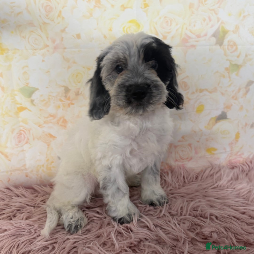 Cockapoo dogs for sale: Ready to Leave: F1 Cockapoo Puppies - Image 7