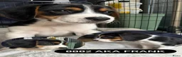 Beagle dogs for sale: Beautiful Boy Beagles - MUM DNA and Health Tested - Advert 8