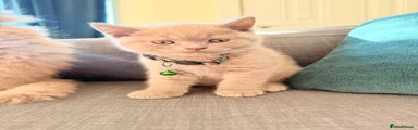 British Shorthair Green