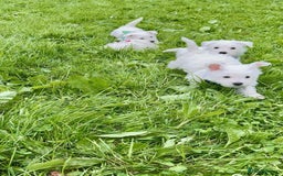 West Highland Terrier dogs for sale: Beautiful Male & Female West Highland Terrier Pups - Image 2