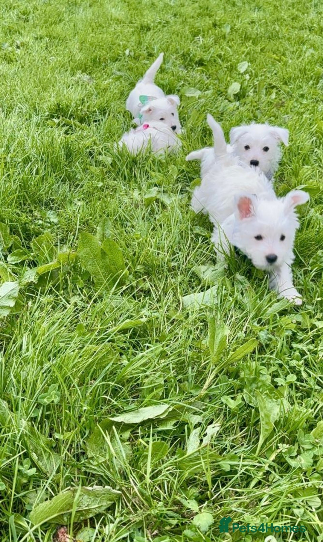 West Highland Terrier dogs for sale: Beautiful Male & Female West Highland Terrier Pups - Image 2