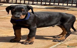 Dobermann dogs for sale: Top Quality Dobermann Puppies Available - Image 10