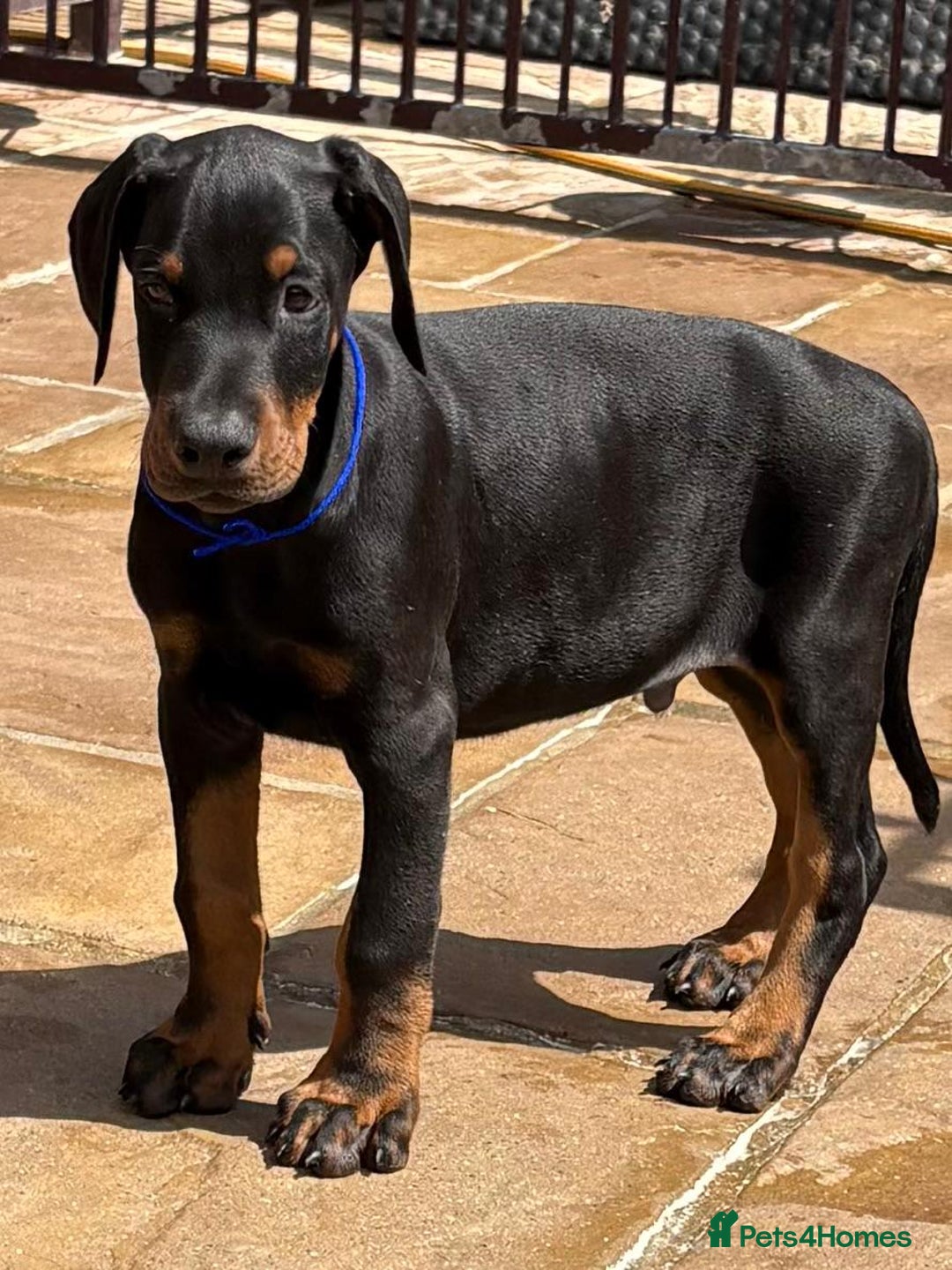 Dobermann dogs for sale: Top Quality Dobermann Puppies Available - Image 10