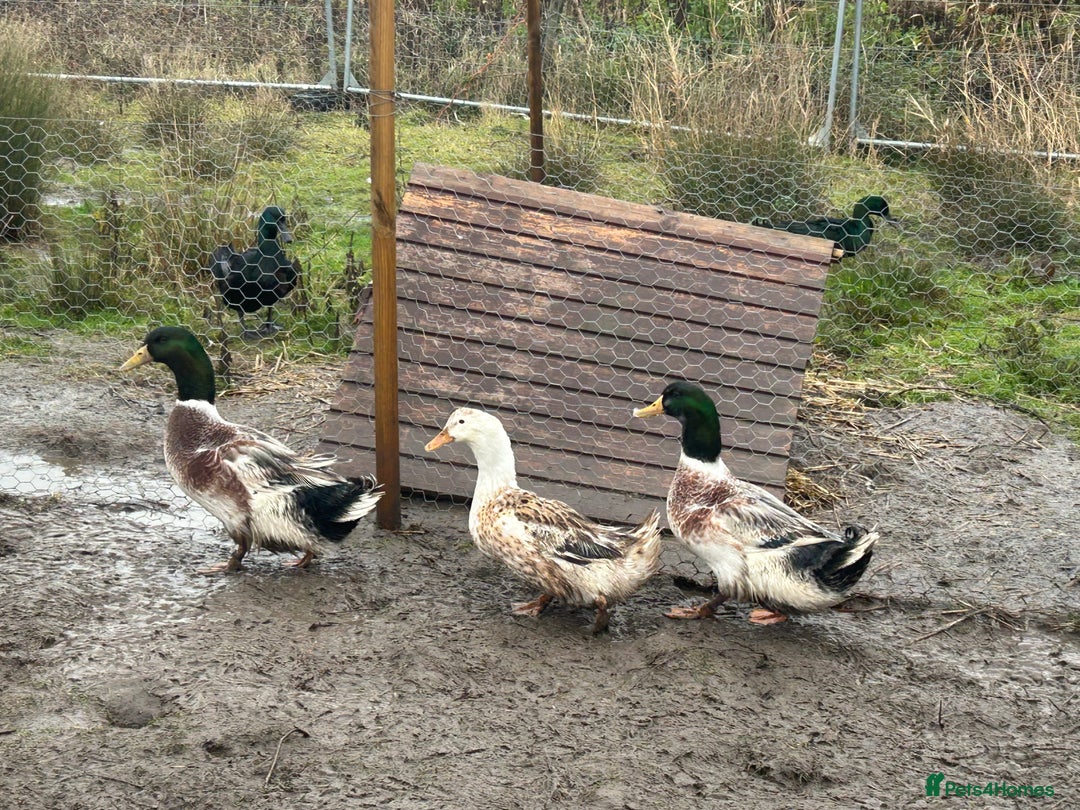 Mixed Breed poultry for sale: Mixed Poultry for Sale (See Description) - Advert 10