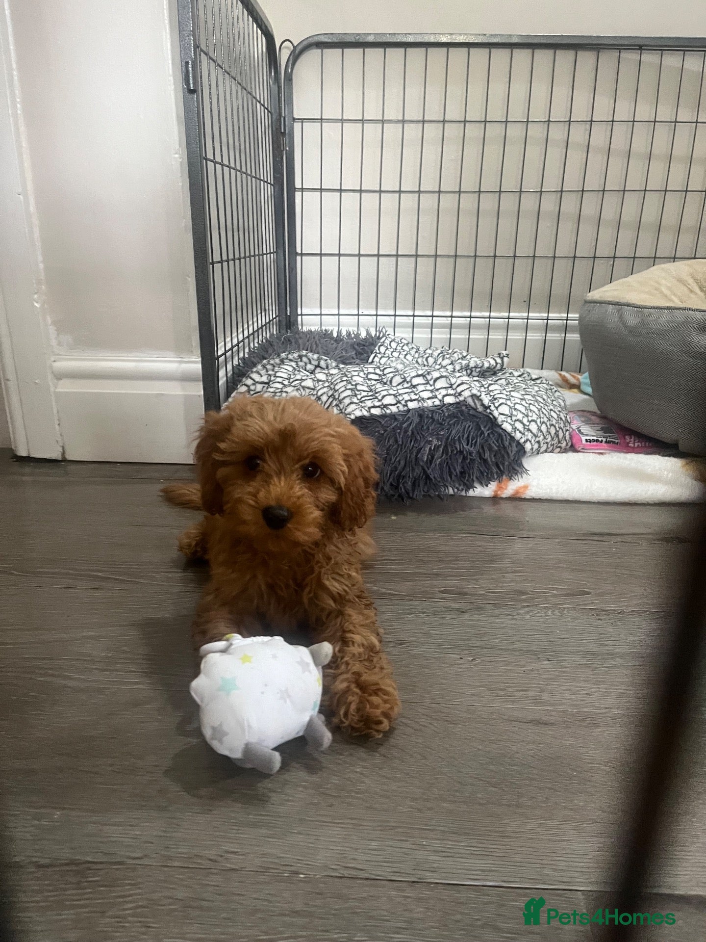 Maltipoo dogs 🧸Adorable Asian teddy face toy malti poo baby’s🧸 - Advert 1