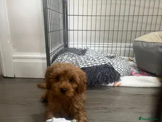 Maltipoo dogs 🧸Adorable Asian teddy face toy malti poo baby’s🧸 - Advert 1