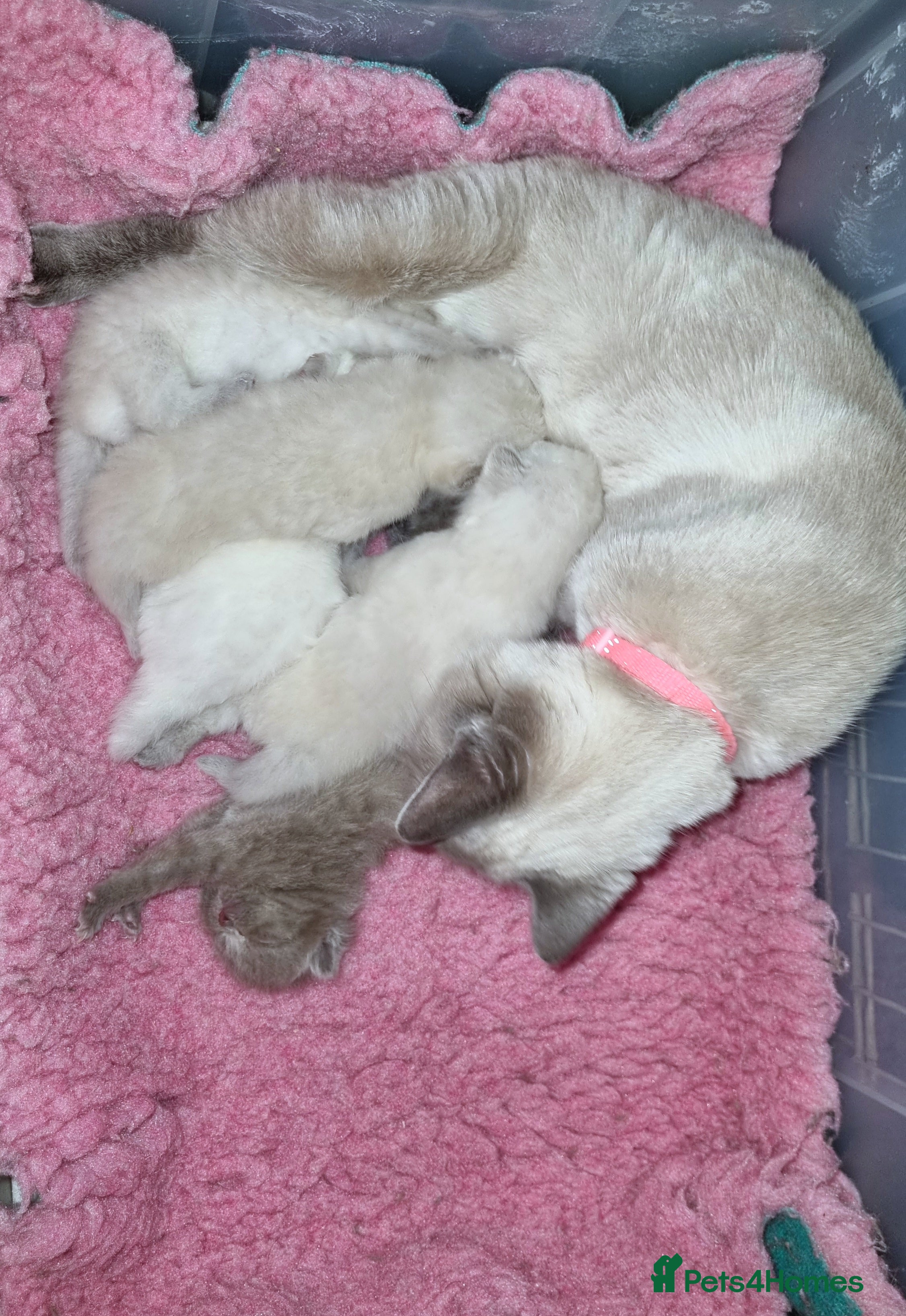 British Shorthair cats Beautiful British Shorthair Kittens – Ready Now - Advert 1