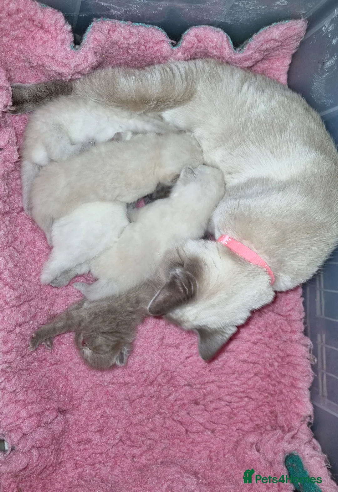 British Shorthair cats for sale: Beautiful British Shorthair Kittens - Advert 6