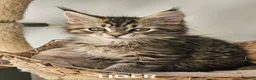 Maine Coon cats for sale: Large Maine Coon kittens regd European bloodline  - Advert 3