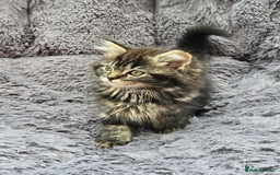 Siberian cats for sale: Siberian kittens - Image 4