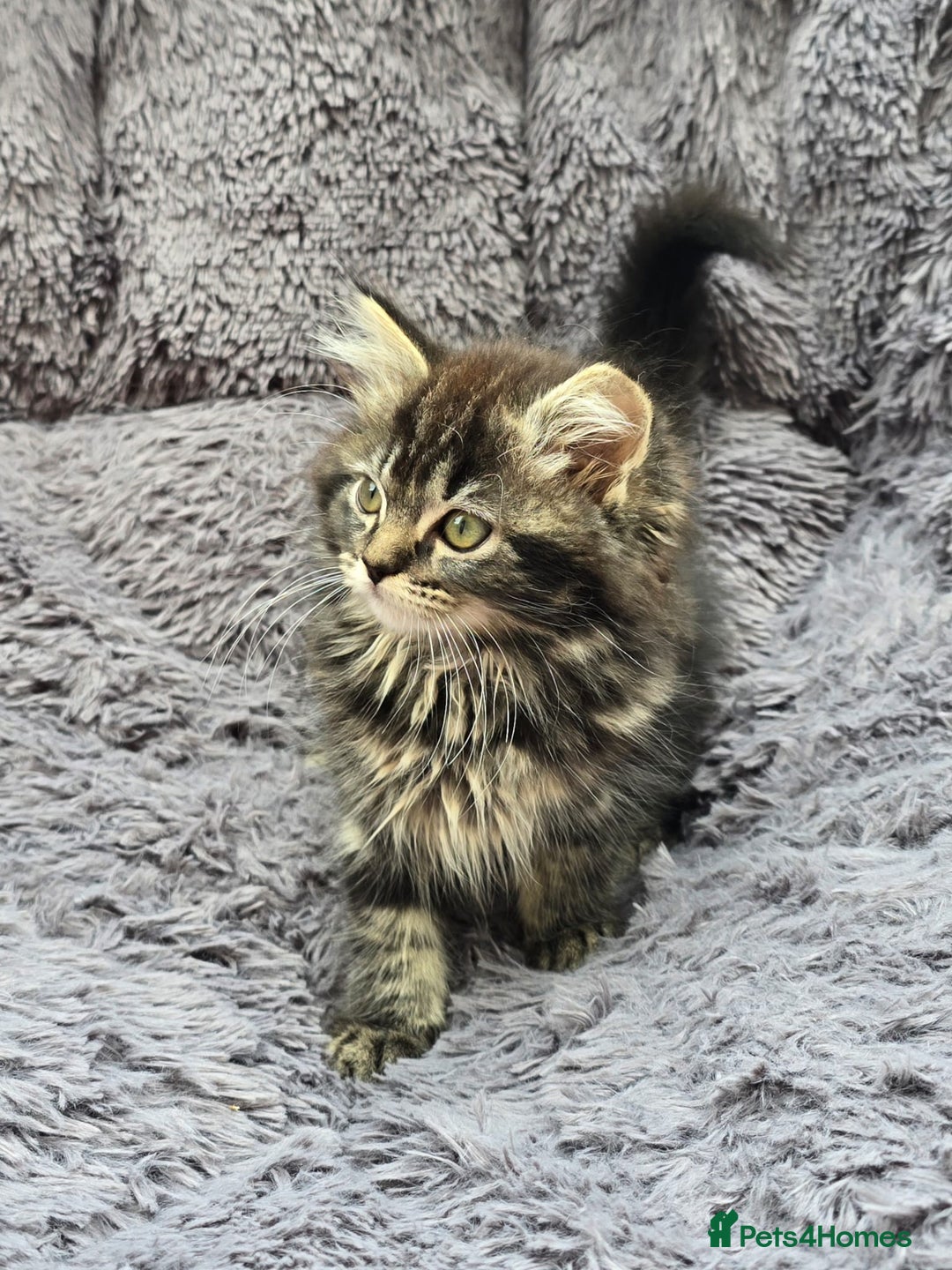 Siberian cats for sale: Siberian kittens - Image 4