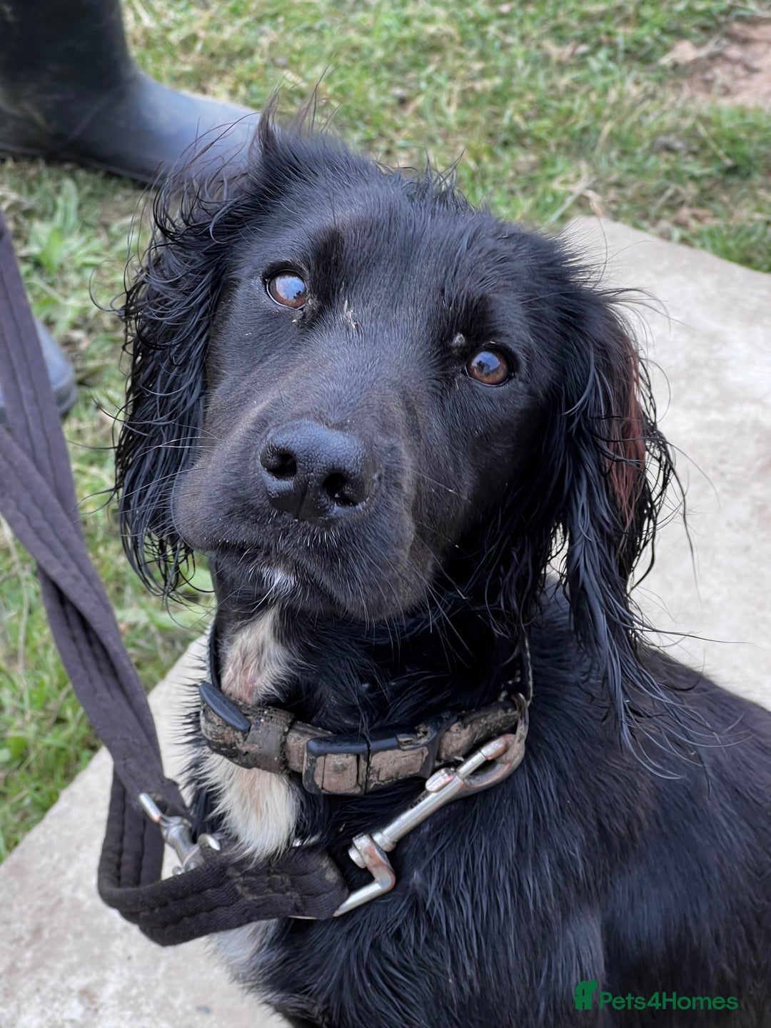 Cocker Spaniel dogs for sale: KC working cocker spaniel intact male - Advert 3