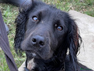 Cocker Spaniel dogs KC working cocker spaniel intact male - Advert 12