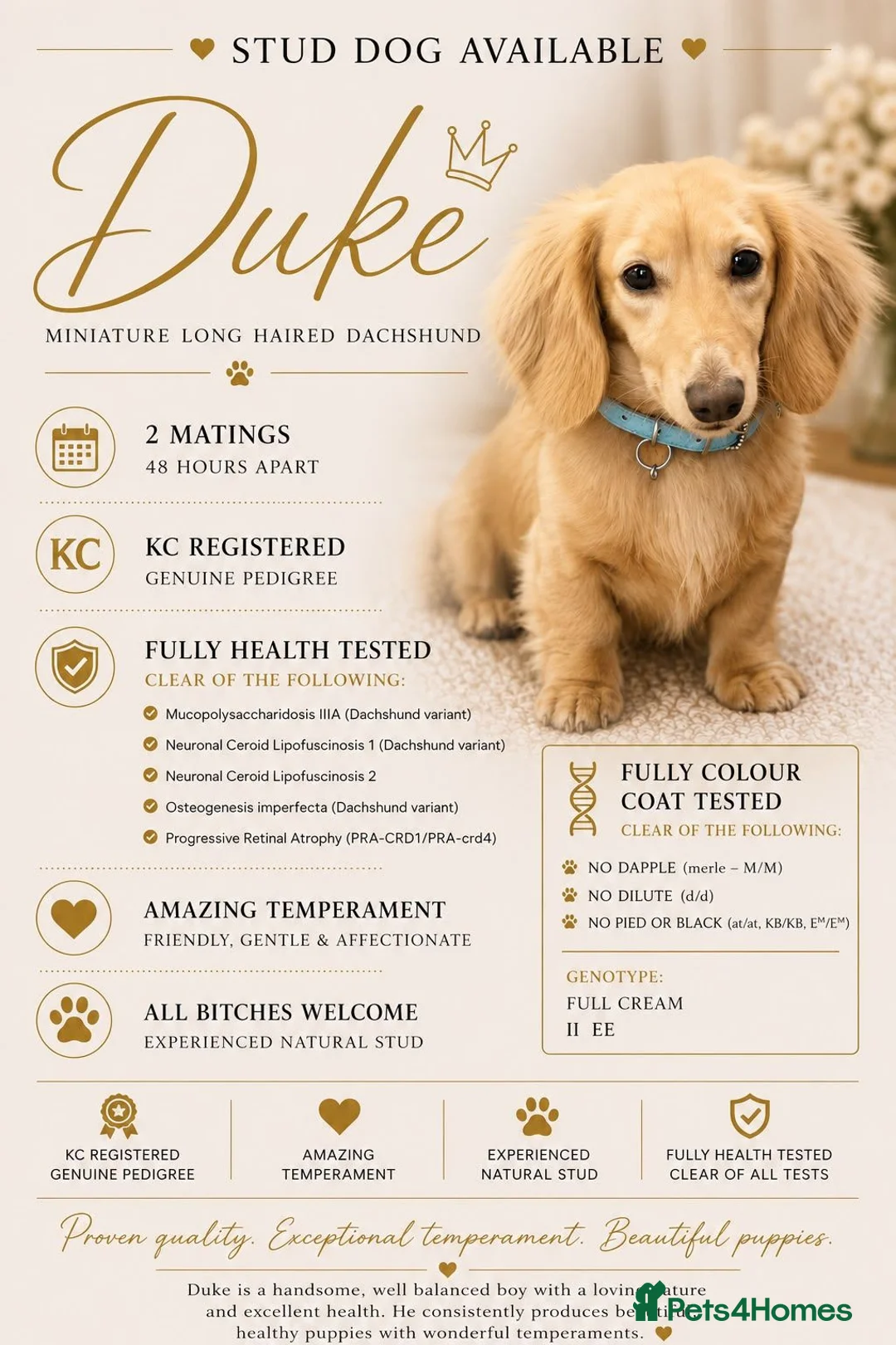 Miniature Dachshund dogs for stud: Beautiful Long Haired Full Cream Dachshund *Stud* - Advert 2