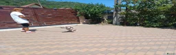 Cockapoo dogs for adoption: 🐾CRIS - Betrayed by the Person He Trusted… in Nottingham - Advert 4